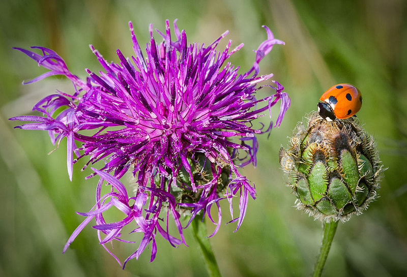 Ladybird and Thistle